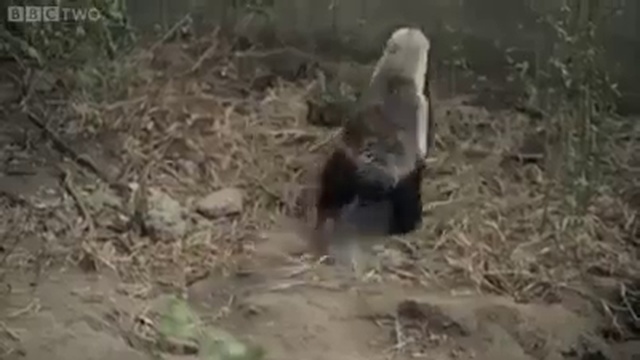 Медоед Стоффл смотреть онлайн