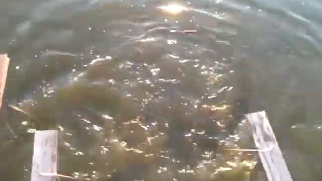 кормежка кормом смотреть онлайн