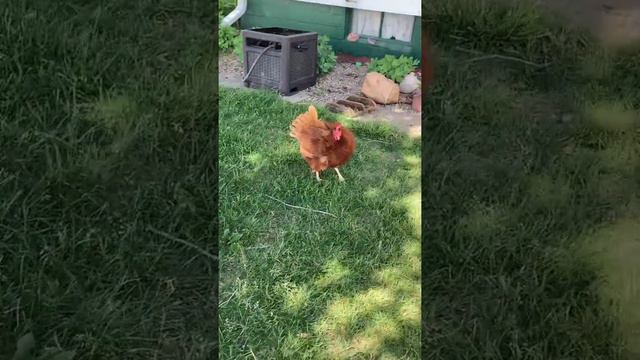 Meet Frenchie the loner, rebel, chase dogs kind of chicken😂 смотреть онлайн