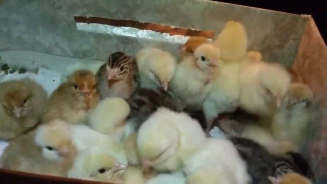 Цесарята и цыплята разных возрастов, окрасов и пород для фотосессий и мероприятий смотреть онлайн