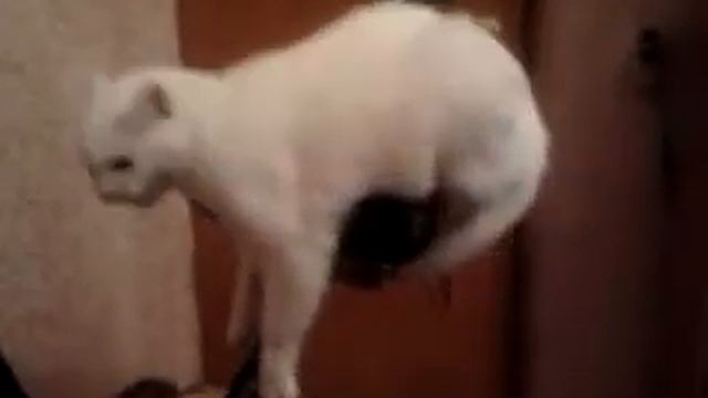 Кот и тренажер смотреть онлайн