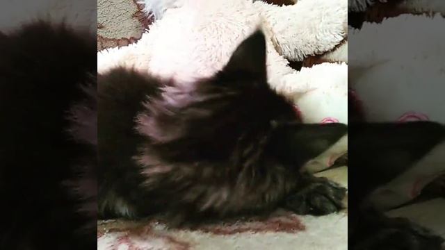 Мейн-кун котёнок, 2 месяца... ? Играет с зайцем смотреть онлайн