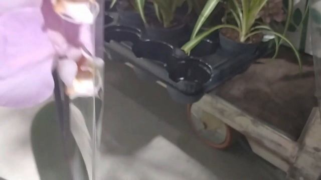 Обзор орхидей NEO FLORA Воронеж 29 апреля 2022 смотреть онлайн