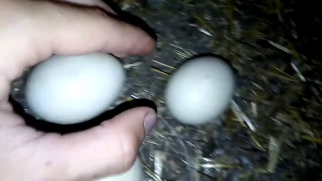 Скоро вывод у индоутки! / Индоутка сидит на гнезде / утятки проклюнулись смотреть онлайн