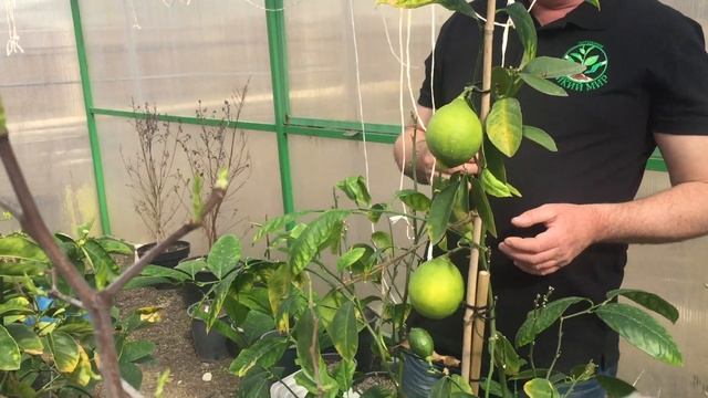 Гибискус сирийский, лимоны, колоновидный персик, хурма, инжиры и многое другое. Часть 2. смотреть онлайн