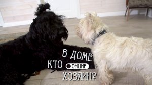 СЛЕПОГО МАЛЕНЬКОГО ПСА ОБИЖАЕТ БОЛЬШОЙ И СИЛЬНЫЙ