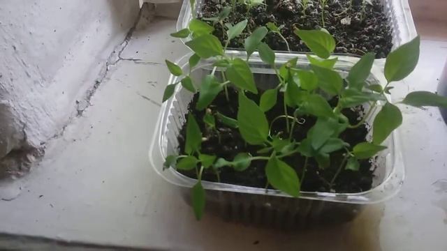 16 июля 2021 г. Бананы через 2 недели после перевалки. смотреть онлайн