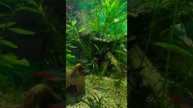 Татуировка стрекоза у рыбки смотреть онлайн