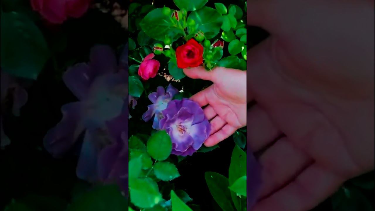 фломентанг mp4Сорт розы Блю Фо Ю Blue For You, Блю Фор Ю, Ellerines Rose, Honky Tonk Blues, Pacific смотреть онлайн