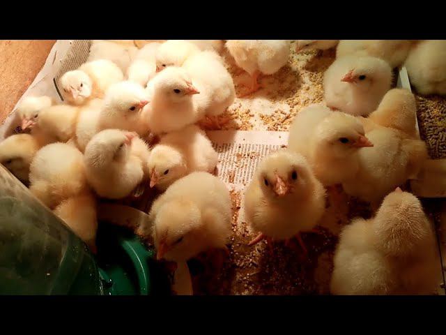 Почему у моих цыплят НЕ БЫВАЕТ падежа. смотреть онлайн