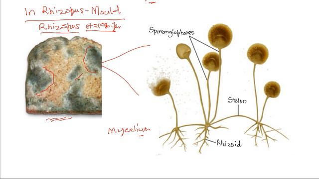 Spore formation in fungi смотреть онлайн