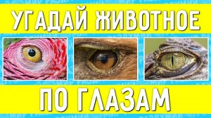 УГАДАЙ ЖИВОТНОЕ ПО ГЛАЗАМ ЗА 10 СЕКУНД ! ТЕСТ НА ЛОГИКУ ! ГДЕ ЛОГИКА ?
