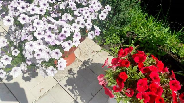 🌺ПЕТУНИЯ. СОРТА. 🌺Часть1