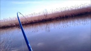 ловля сома весной в дельте волги