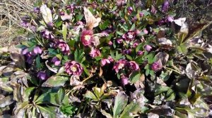 В гости к морознику