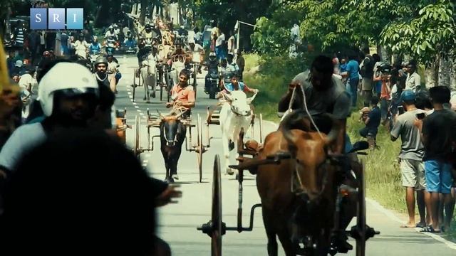 Travel vlog - cow cart Race смотреть онлайн
