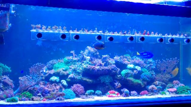 Вечерний риф смотреть онлайн