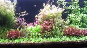 Запуск аквариума. Как правильно запустить аквариум.