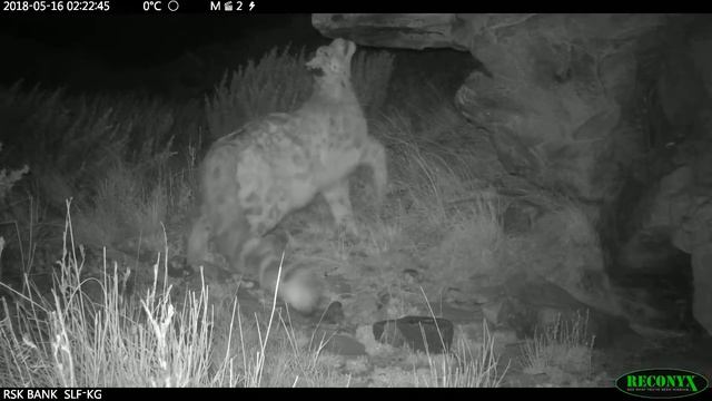 Снежный барс в Сарычат-Эрташском заповеднике смотреть онлайн