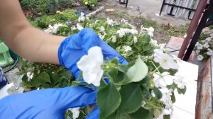 Самое лёгкое укоренение бальзамина ампельного. Черенкование в июле.