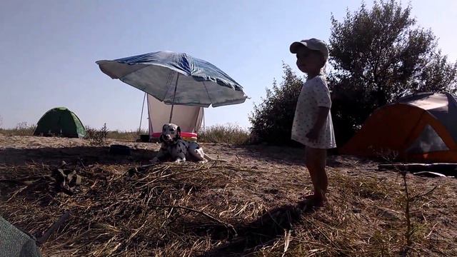 Далматин и мальчик воют Dalmatian howling смотреть онлайн