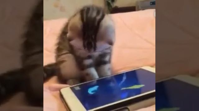 Скользкие рыбки смотреть онлайн