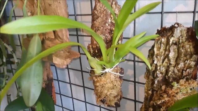 A Good Afternoon video, brought to you in Daylight YAY Saturday 27-4-19 смотреть онлайн