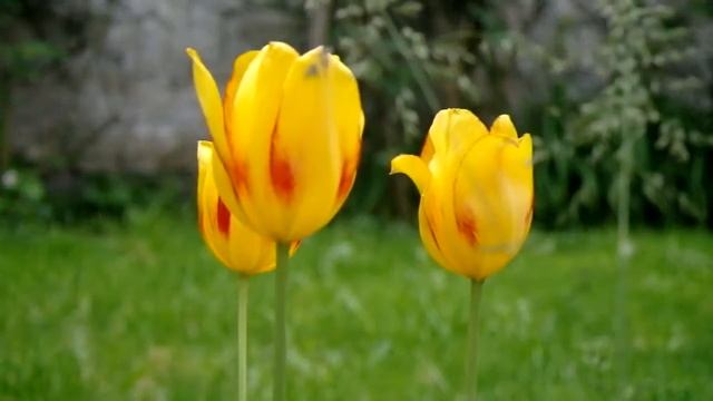 Samsung NX10 video - manual focus test смотреть онлайн