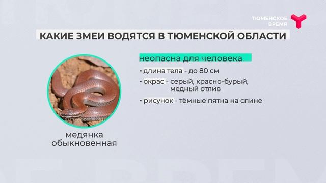 Какие змеи обитают в Тюменской области смотреть онлайн