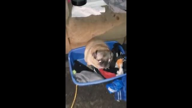 мопс танцует под музыку 10 часов