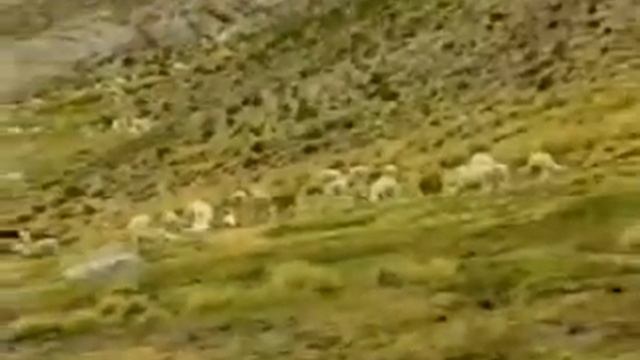 Biodiversidad: flora y fauna смотреть онлайн