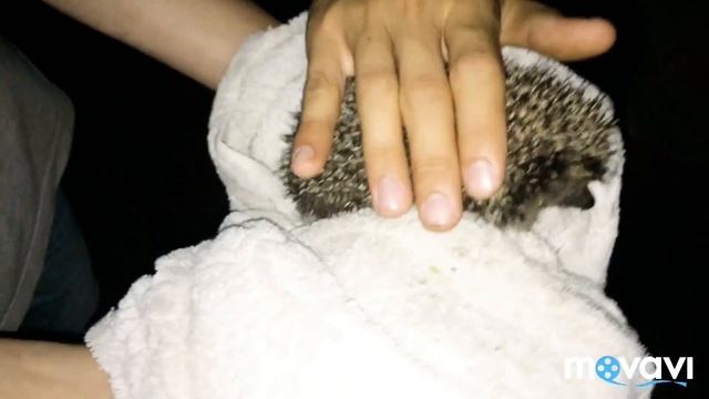 VLOG. Залез на ЛЭП 100м. ЕЖИК! Белые ночи. смотреть онлайн