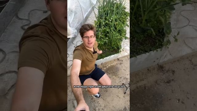 Почему у клубники мелкие ягоды? Как это можно исправить? Легко! Просто сделайте так !