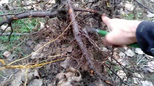 Медвежий орех.Размножение Медвежего ореха корнями!!!. смотреть онлайн