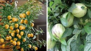 Комнатные растения. Пепино РАМЗЕС (дынная груша).