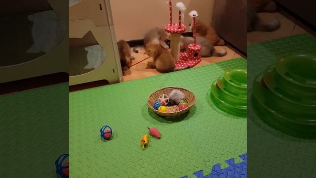 В каком возрасте забирать котенка от мамы кошки? смотреть онлайн