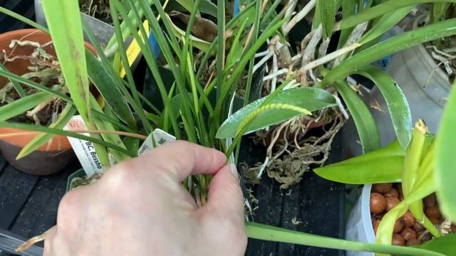 Update on Bletilla and Other Orchid Surprises смотреть онлайн