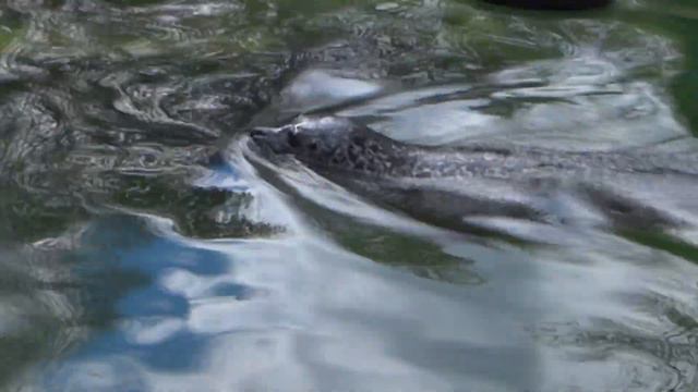 НАСТОЯЩИЕ ЖИВОТНЫЕ против ИГРУШЕЧНЫХ/ Большое против Маленького смотреть онлайн