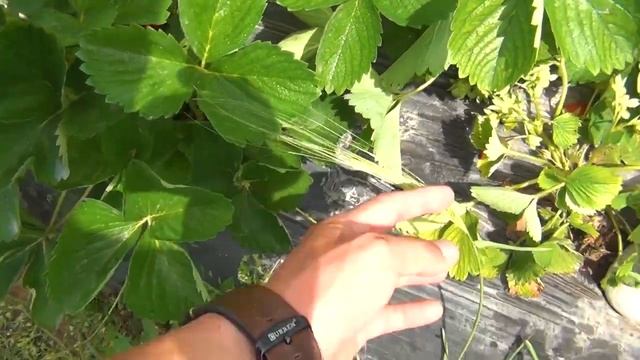 БЫСТРОЕ СОЗРЕВАНИЕ КЛУБНИКИ! А ЧТО ТАК МОЖНО БЫЛО? смотреть онлайн