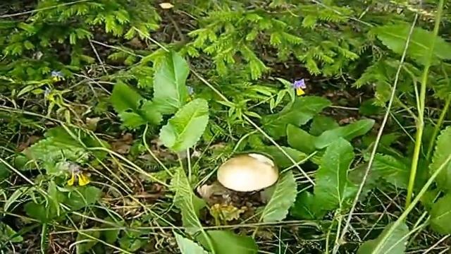 Поход по Подмосковью "МАВРИНО" Подольский р-он смотреть онлайн