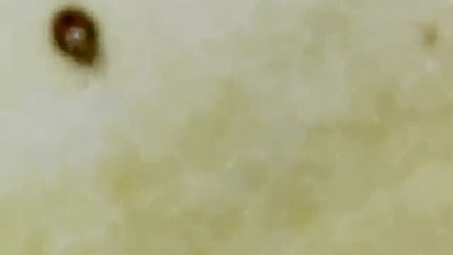 Панцирный клещ -(лат. Oribatida)-Домашний клещ Анатолий смотреть онлайн