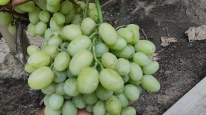 ПОМПЕИ! САМСОН! ПОМПЕИ 2! ЭКЗОТИКА!🍇🍇🍇.mp4 WhatsApp и Viber +79528500417, ТЕЛ. +79054033245.