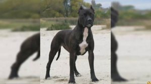 БУЛЛИ КУТТА VS ПИТБУЛЬ ❘ КТО ПОБЕДИТ? КТО СИЛЬНЕЕ ИЗ БОЙЦОВСКИХ ПОРОД СОБАК?