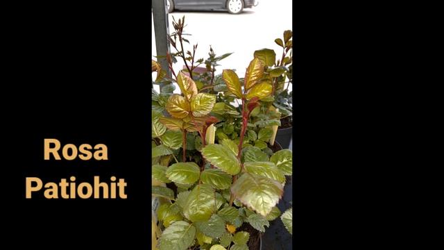 ROSE | ROSA PATIOHIT | Flowering Plant | Plant of the Day | #shorts смотреть онлайн