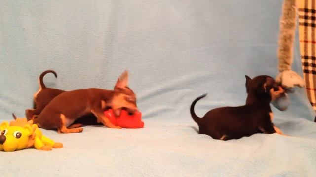 Щенки той-терьера 