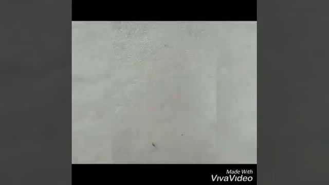 Фотосессия лошадок)))) (Первое видео))) смотреть онлайн