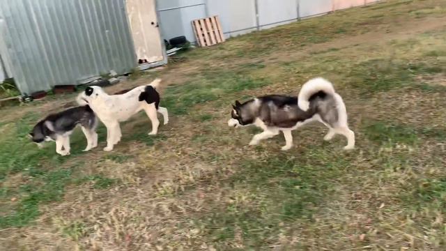 Алабай Черная Роза. Всем привет) САО смотреть онлайн