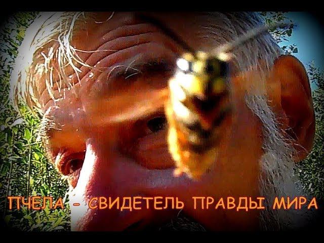 ПРАВДА МИРА. смотреть онлайн