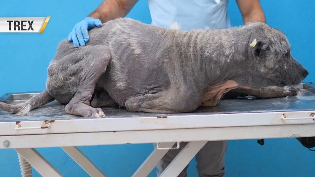 She Lost All Three Puppies But One Lucky Survivor