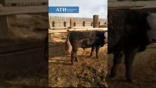 Наблюдаем за развитием кроссбридных бычков на откорме смотреть онлайн